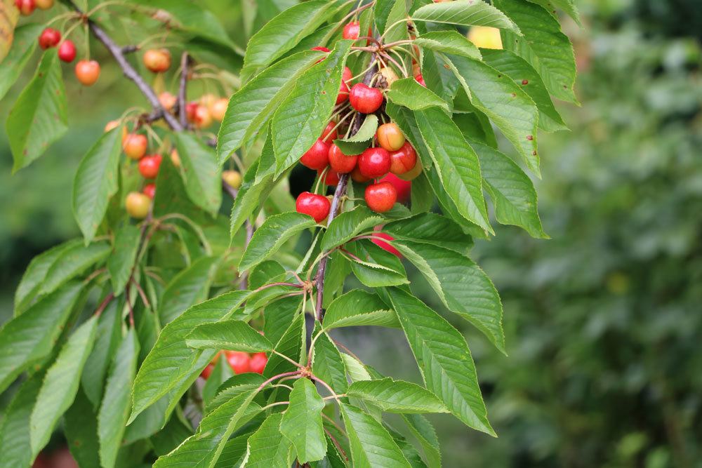 Prunus avium, Vogel-Kirsche, Süßkirsche