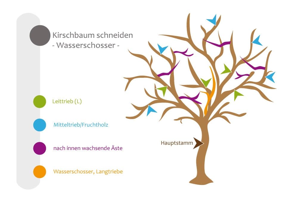 Wasserschosser am Kirschbaum entfernen