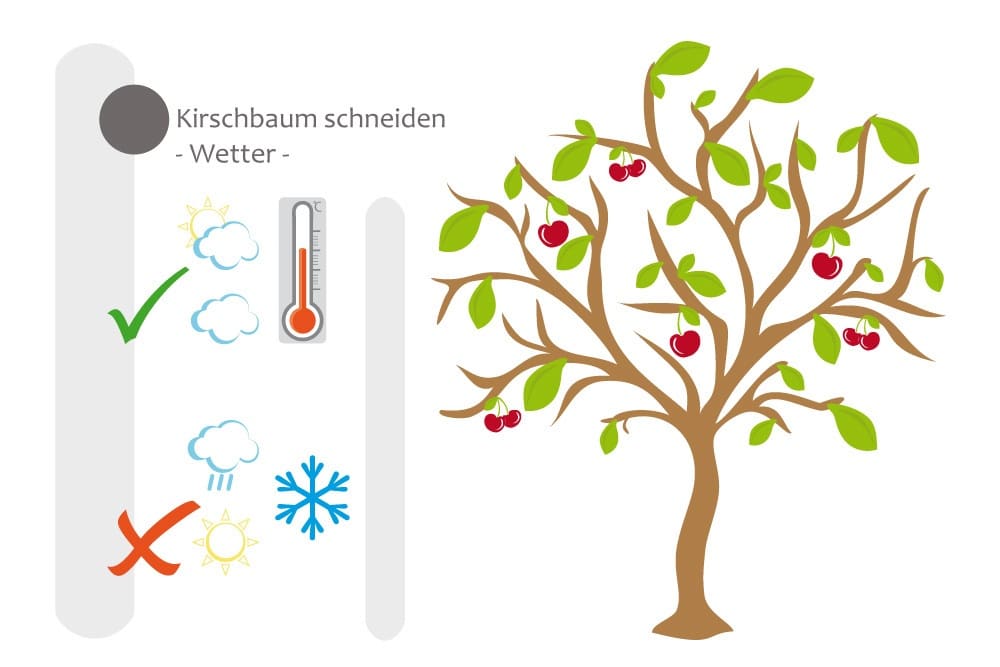 Kirschbaumschnitt sollte bei richtigen Wetterbedingungen erfolgen