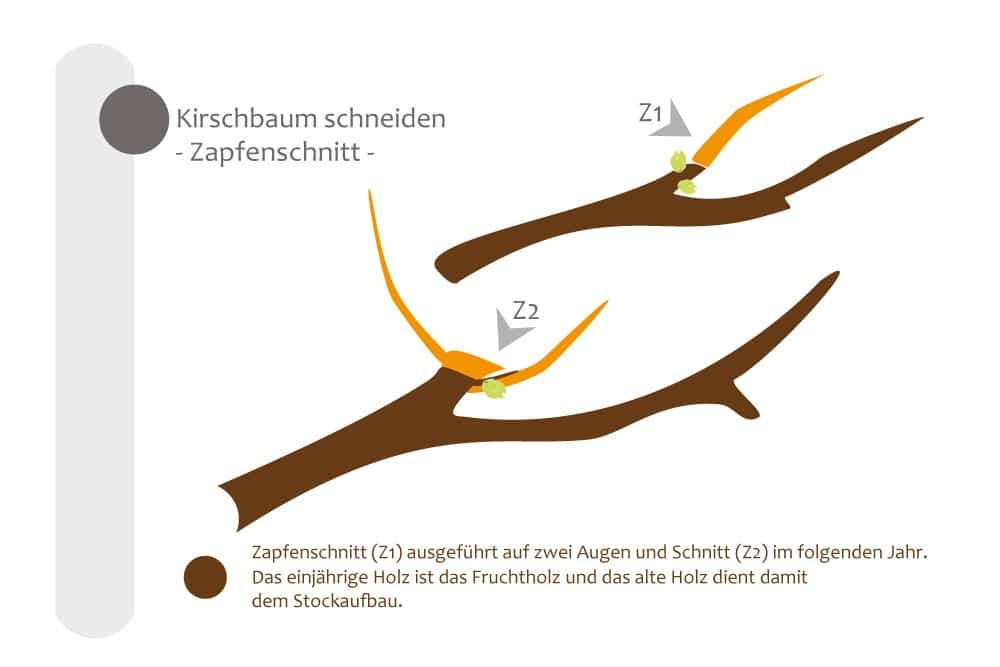 Zapfenschnitt am Kirschbaum