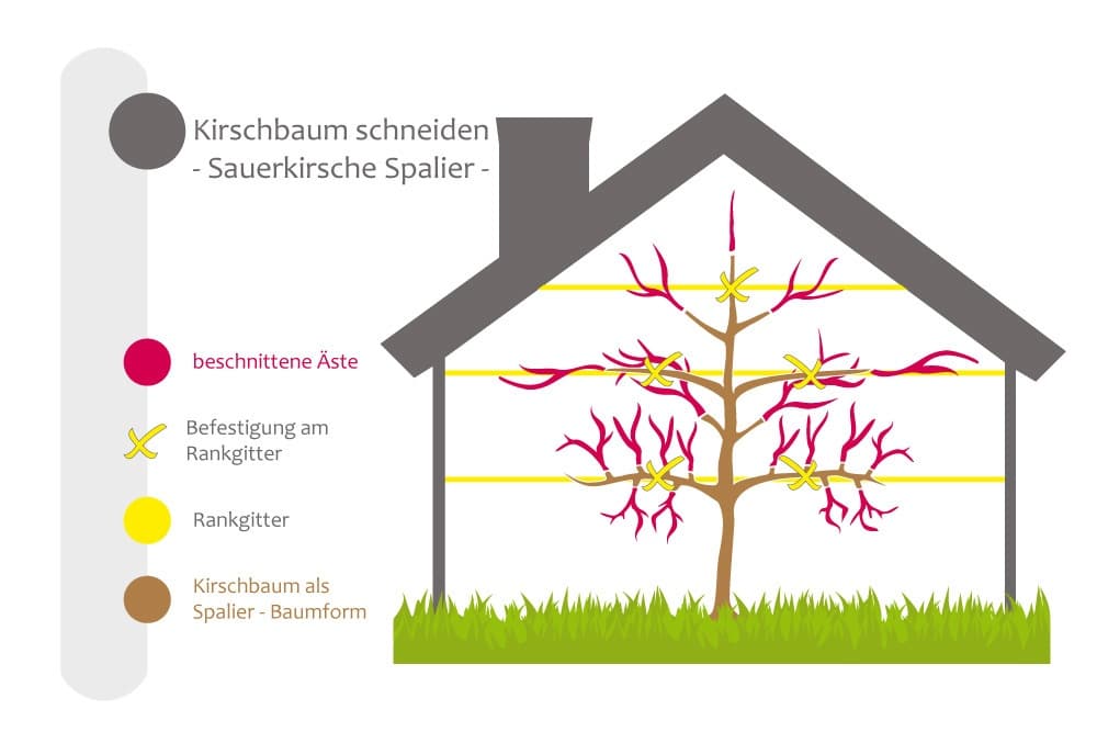 Sauerkirsche als Spalierbaum