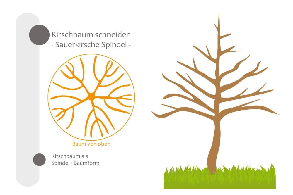 Kirschbaum als Spindelbaum