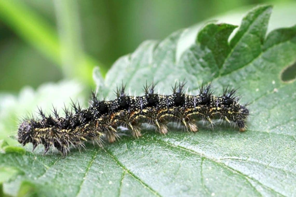 Raupe des Kleinen Fuchses (Aglais urticae)