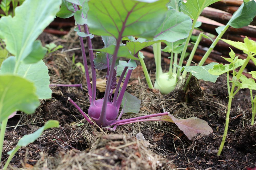 Kohlrabi gibt es in verschiedenen Sorten