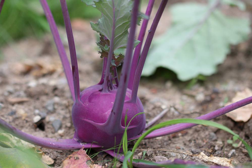 Kohlrabi mit violetter Färbung