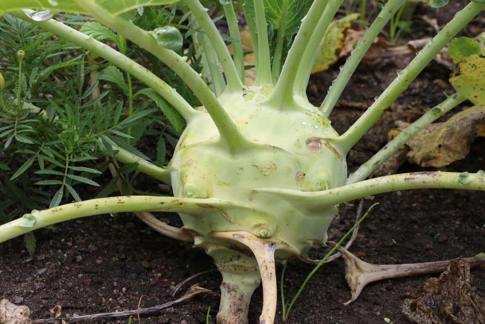 geernteter Kohlrabi mit Blättern und Wurzel