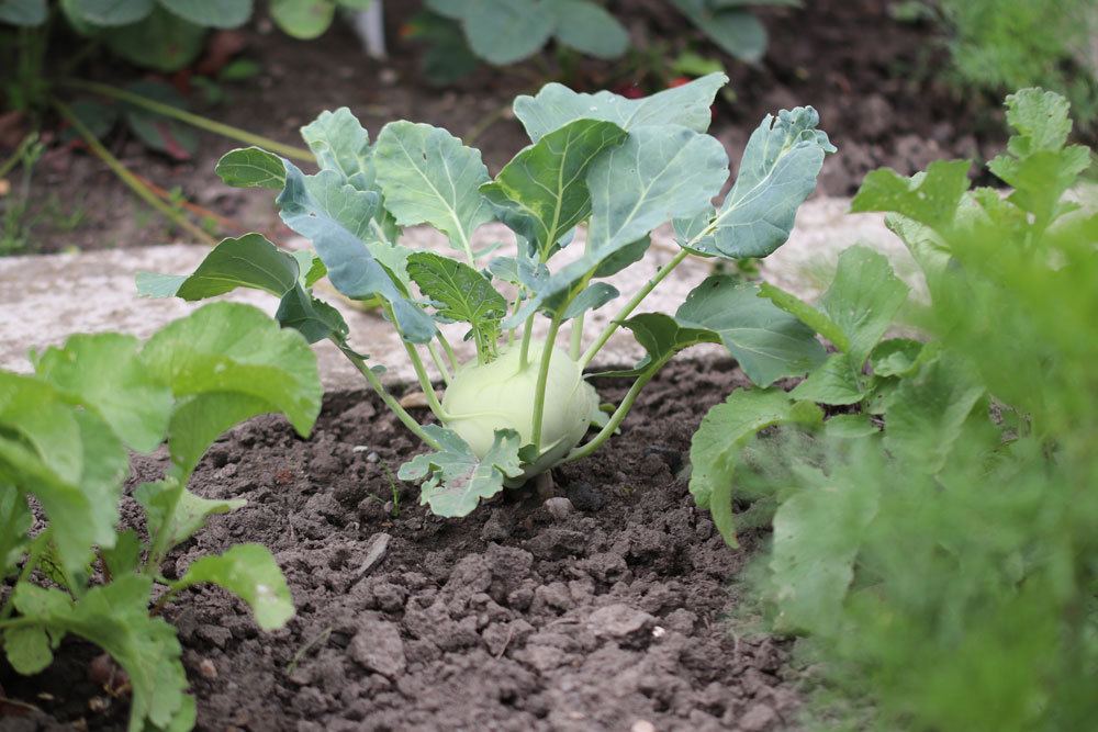 Kohlrabi im Gartenbeet