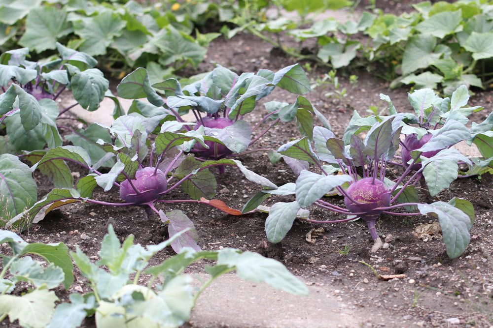 Kohlrabi ernten