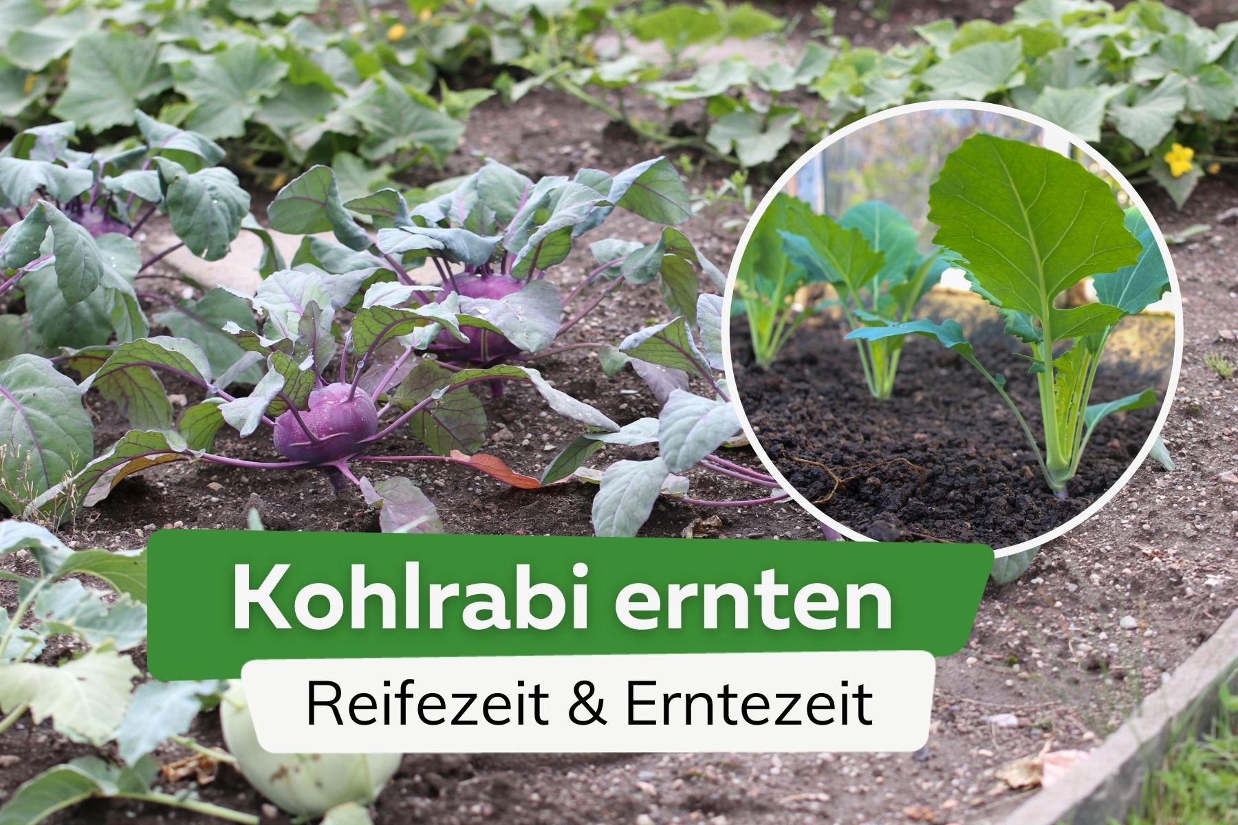 Kohlrabi ernten - wann ist die beste Erntezeit? Wann ist er reif?