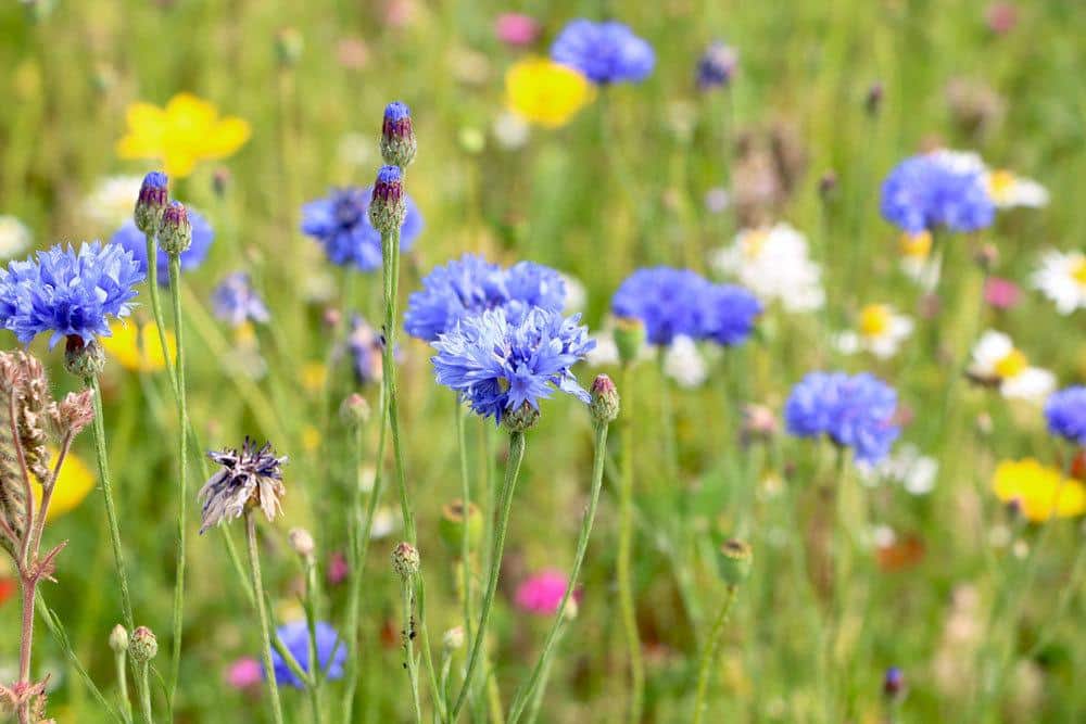 Kornblume auf der Wiese