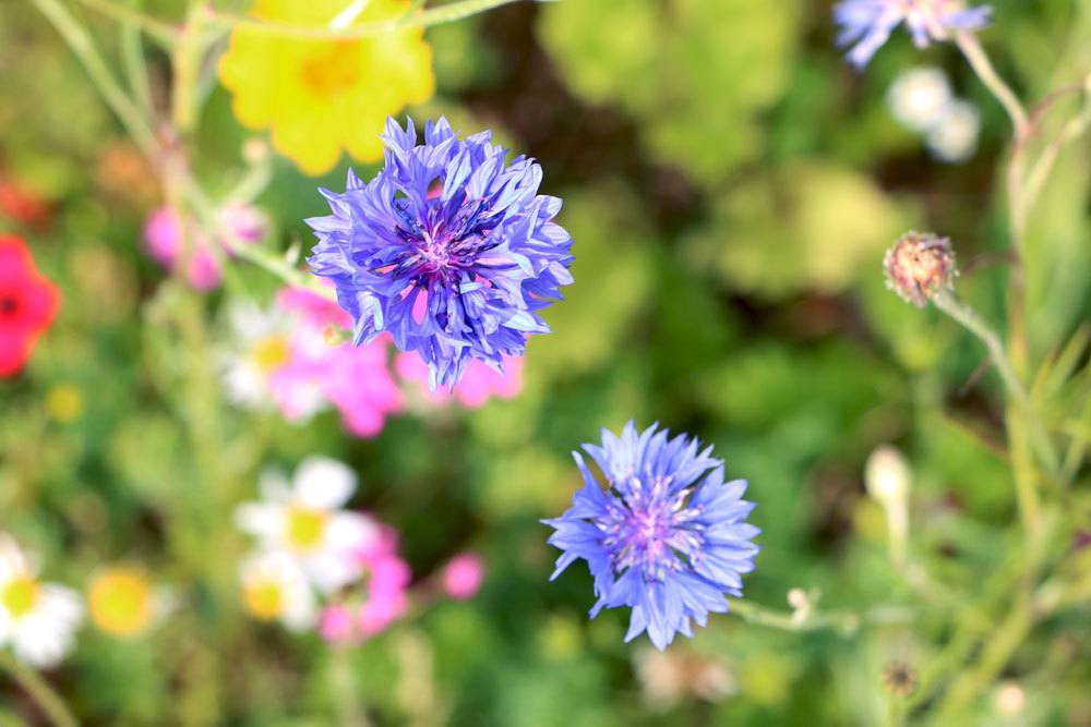 Die Kornblume steht unter Naturschutz