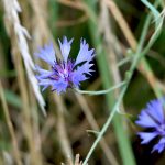 Kornblumen wachsen in der Nähe von Getreidefeldern