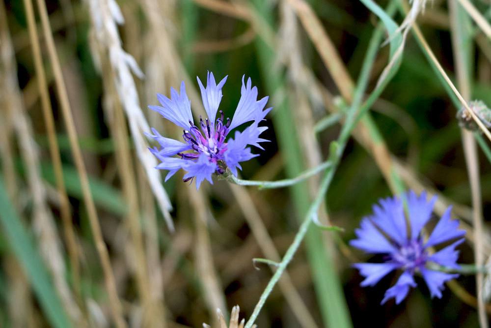 Kornblumen wachsen in der Nähe von Getreidefeldern