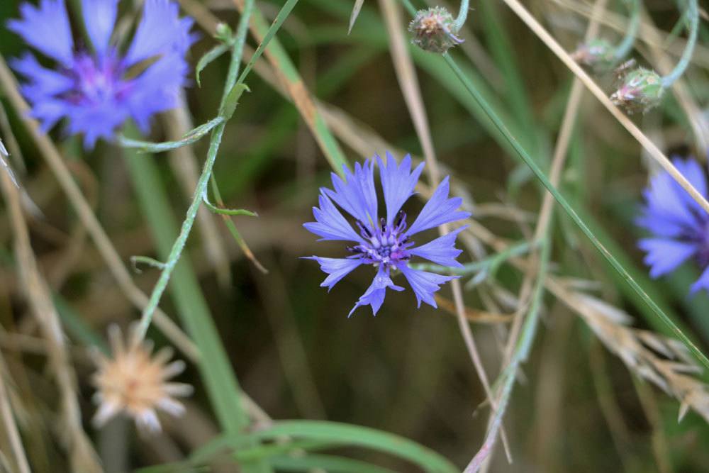 Kornblume Centaurea cyanus