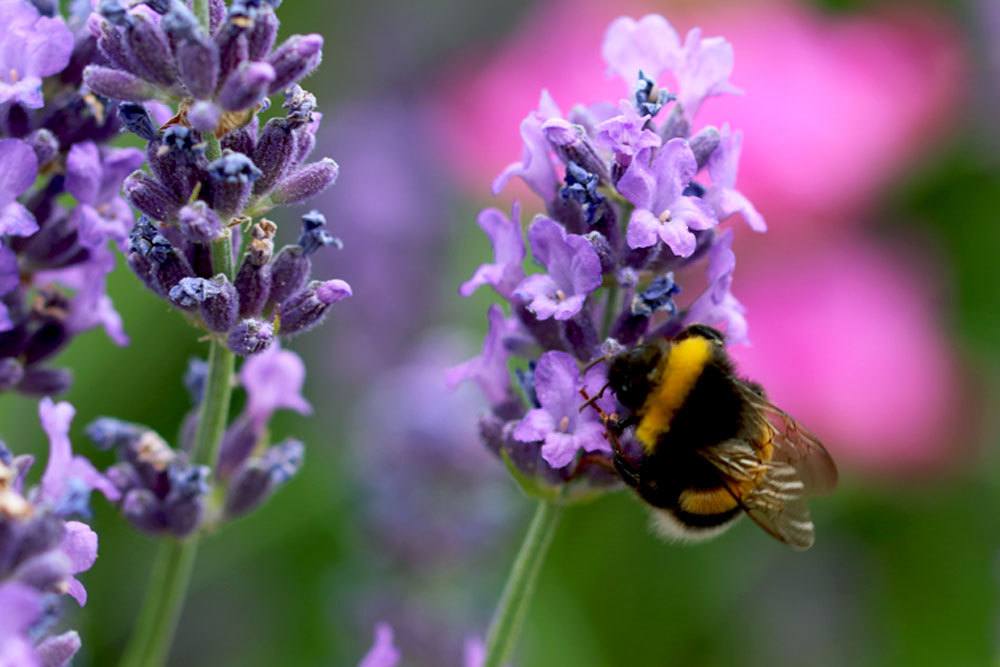 Lavendel im Garten