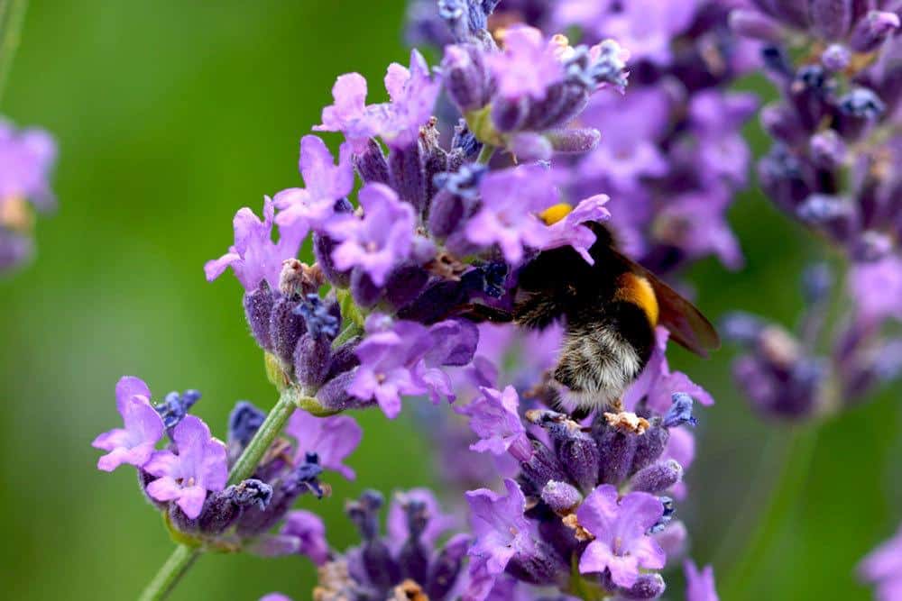 Lavendel eignet sich hervorragend als Nahrungsquelle für Hummeln