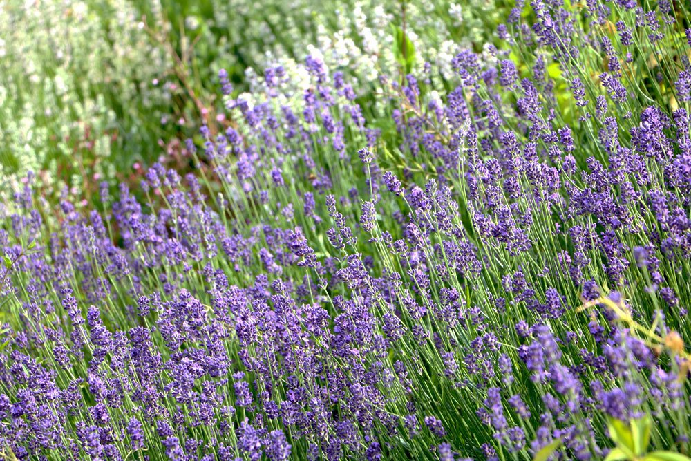 Lavendel ist eine Duftpflanze, die jeden Garten bereichert.