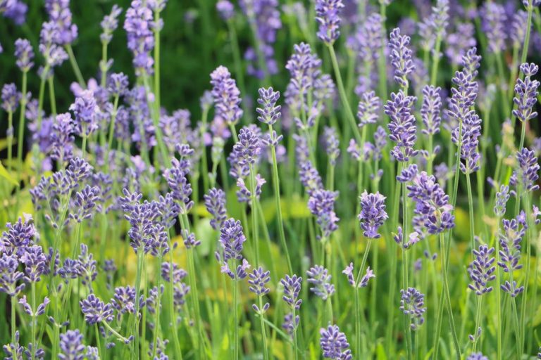 Lavendel benötigt eine warme und trockene Umgebung