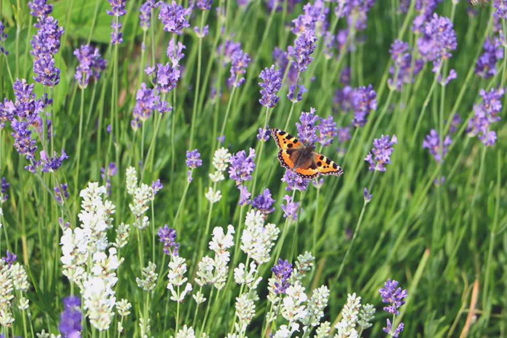 Auch bei Schmetterlingen ist der Lavendel beliebt