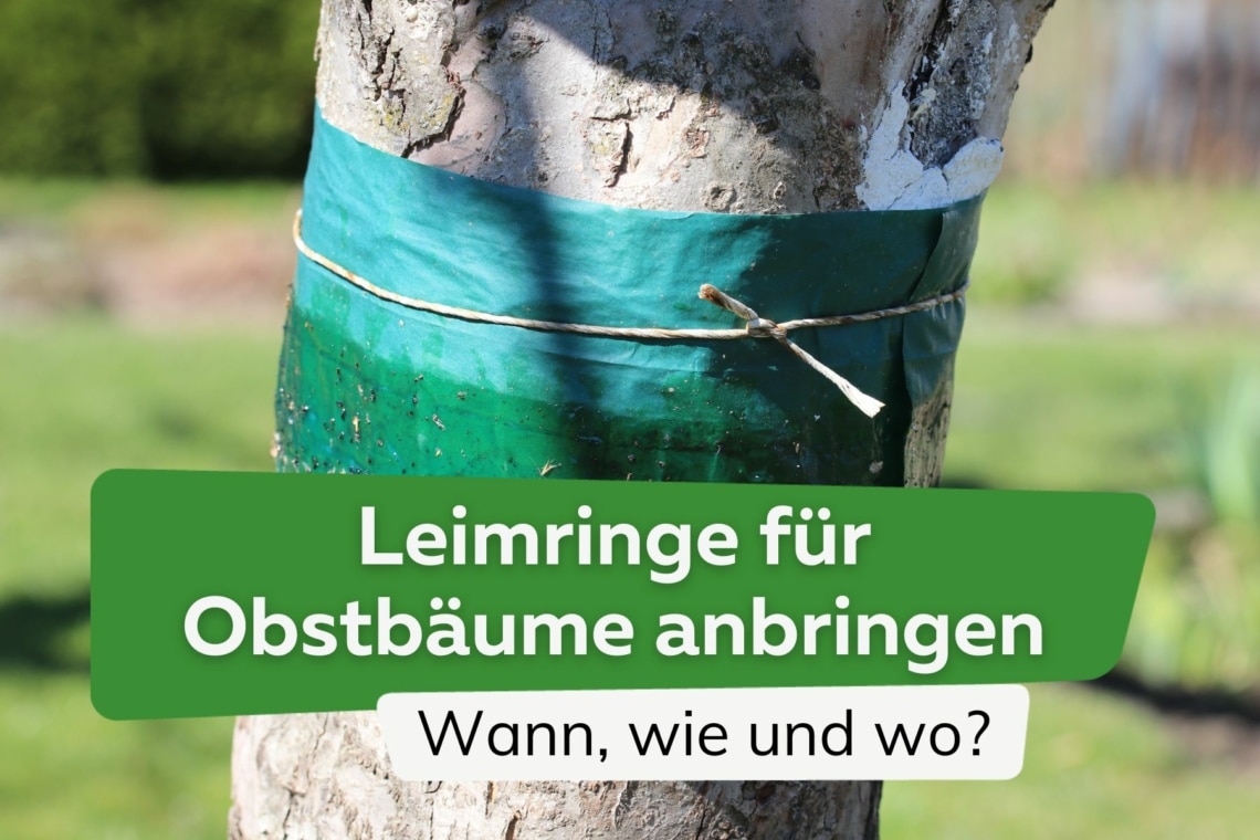 Leimringe für Obstbäume anbringen - wann, wie und wo genau?