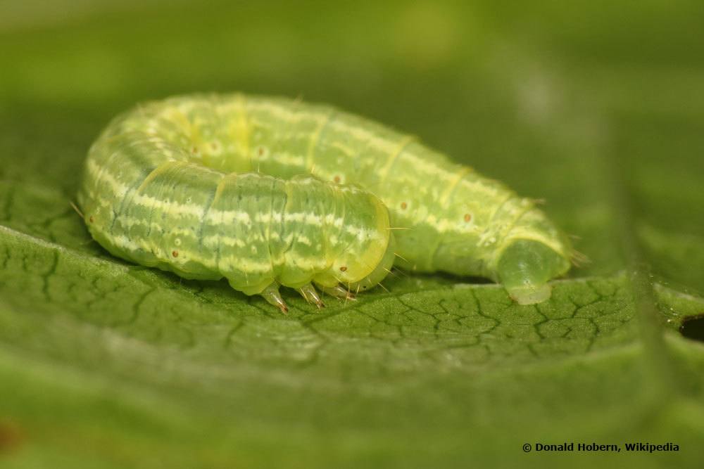 Operhophtera brumata Larve, kleiner Frostspanner Larve