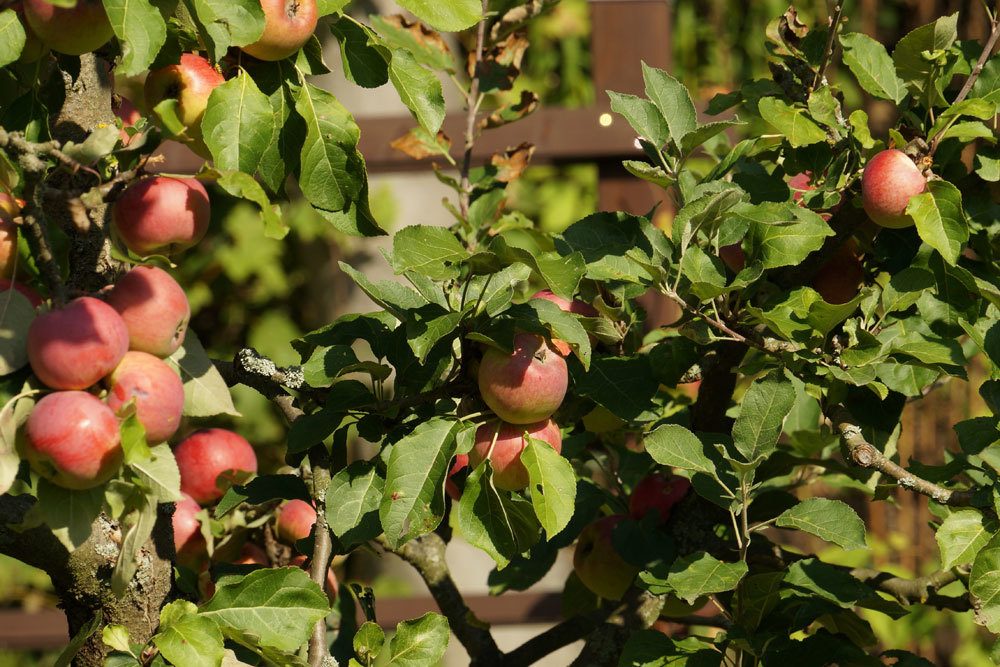 Malus, Apfelbaum