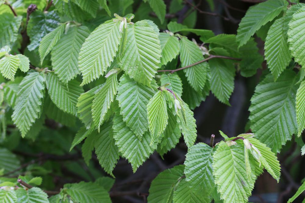 Carpinus betulus, Hainbuche