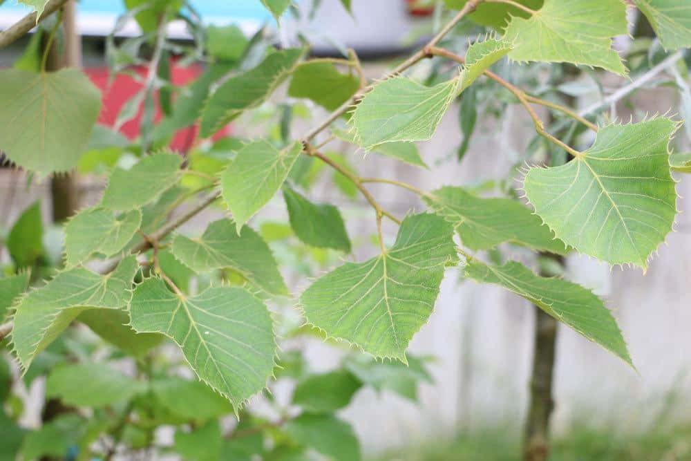 Tilia, Linde, Lindenbaum