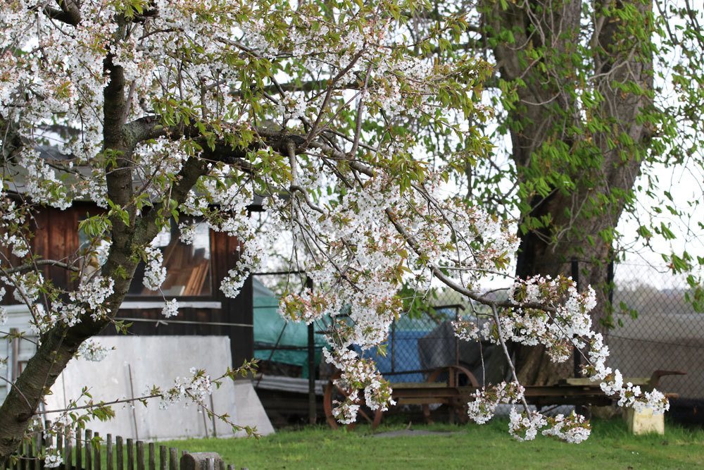 Prunus cerasus, Sauerkirsche