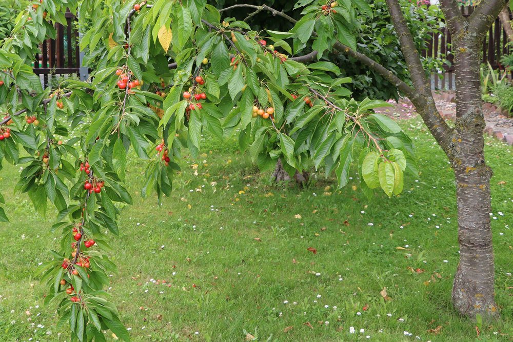 Prunus avium, Süßkirsche