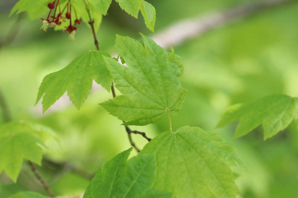 Acer circinatum, Weinblatt-Ahorn