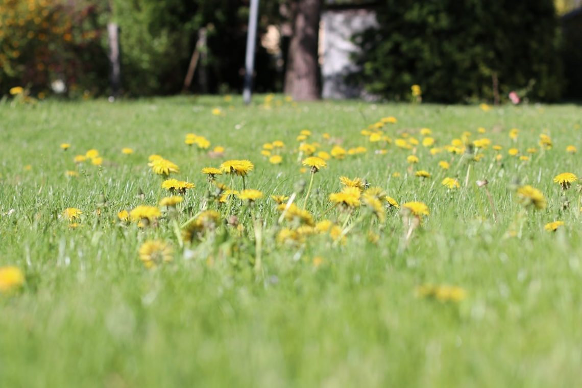 Wiese voller Löwenzahn