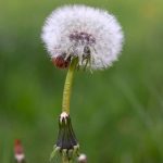 Pusteblume