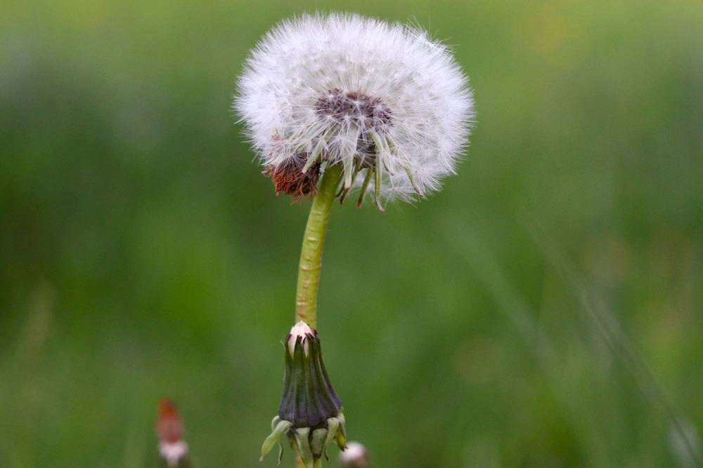 Pusteblume