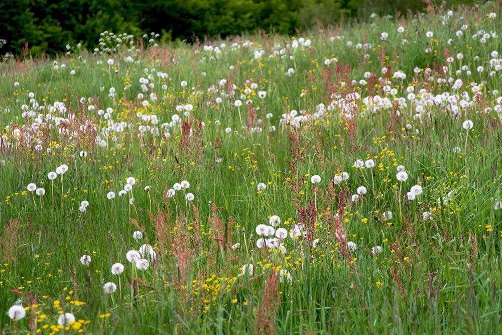 Reifer Löwenzahn auf einer Wiese