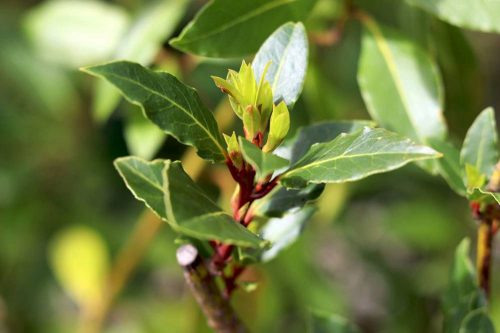 Lorbeer, Laurus nobilis