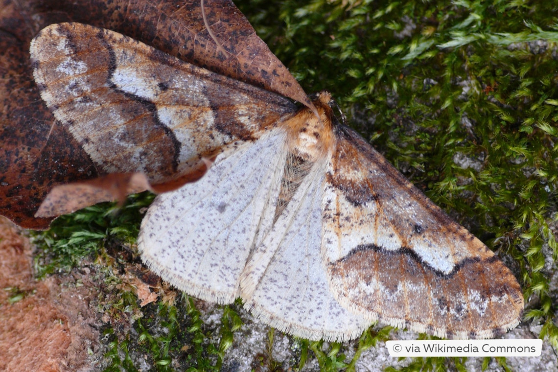 Männchen des Großen Frostspanners Erannis defoliaria