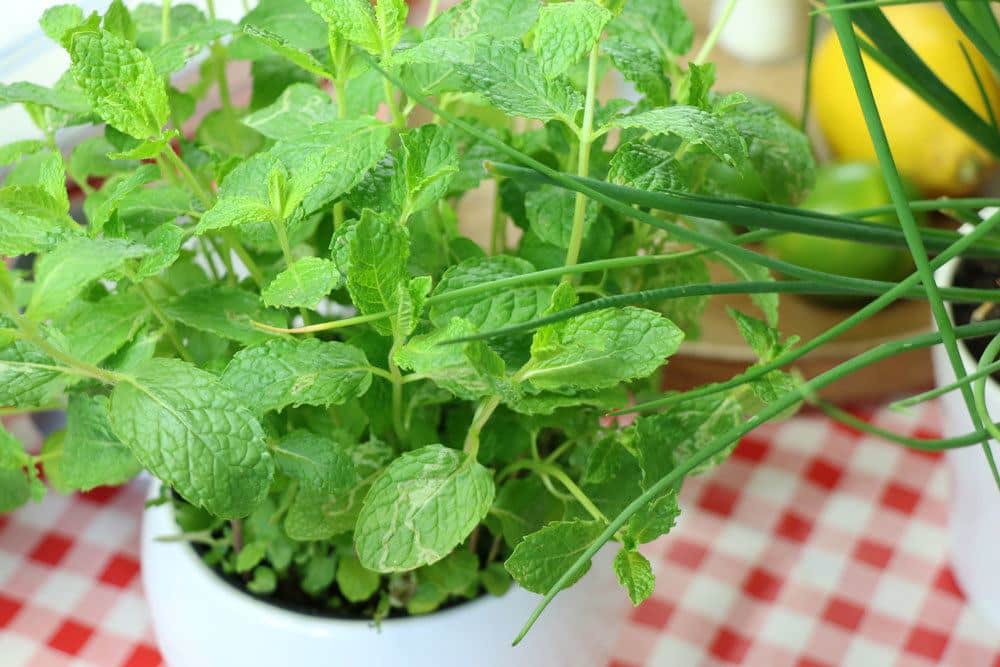 Minze frisch von der Topfpflanze ernten