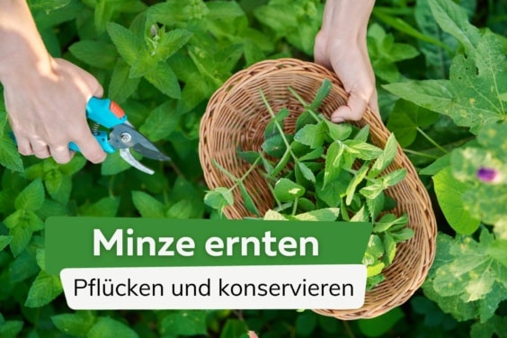 Minze ernten - Pfefferminze pflücken und konservieren