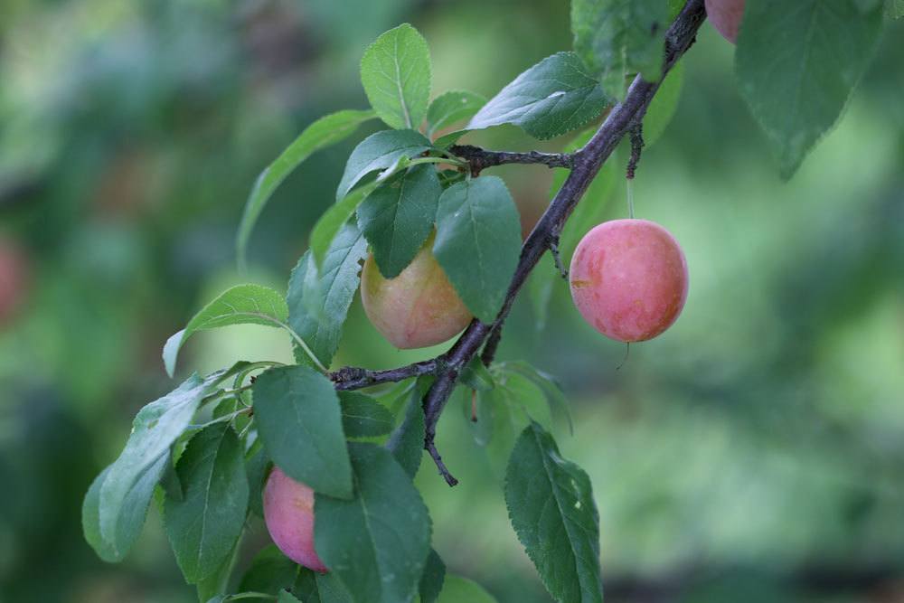 Mirabellenbaum in seinem Wachstum durch Rückschnitte korrigieren