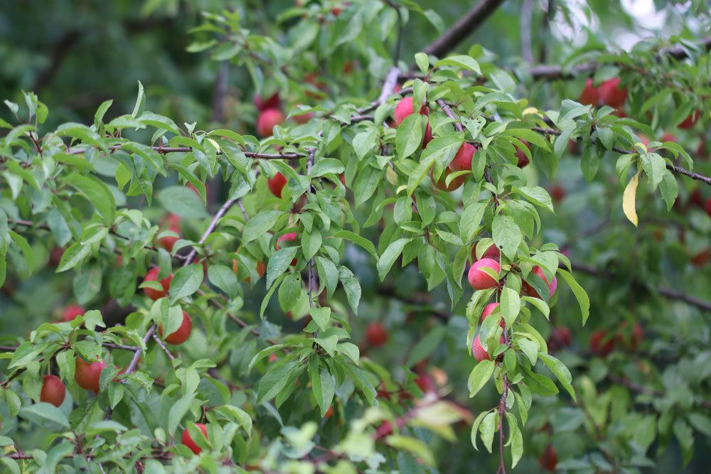 Mirabellenbaum treibt unterschiedlich aus, je nach vorherigem Beschnitt