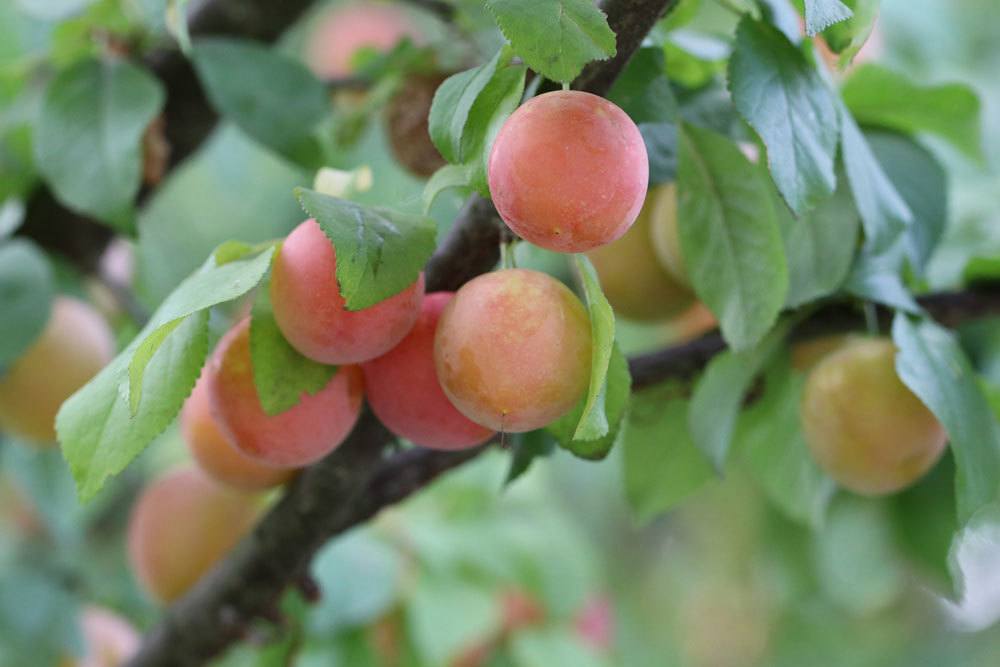 Mirabellenbaumzweig mit Früchten