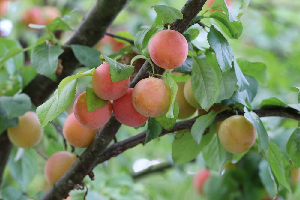 Mirabellenbaum mit Früchten