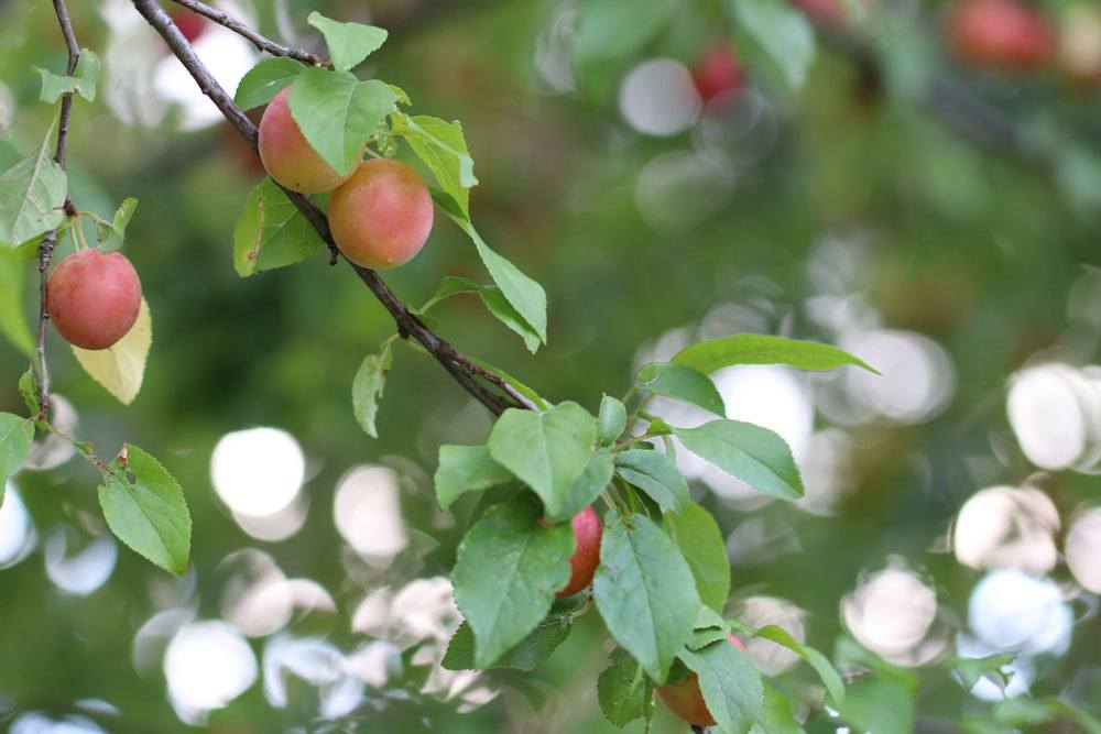 Mirabellenbaum kann im Winter oder Sommer verschnitten werden