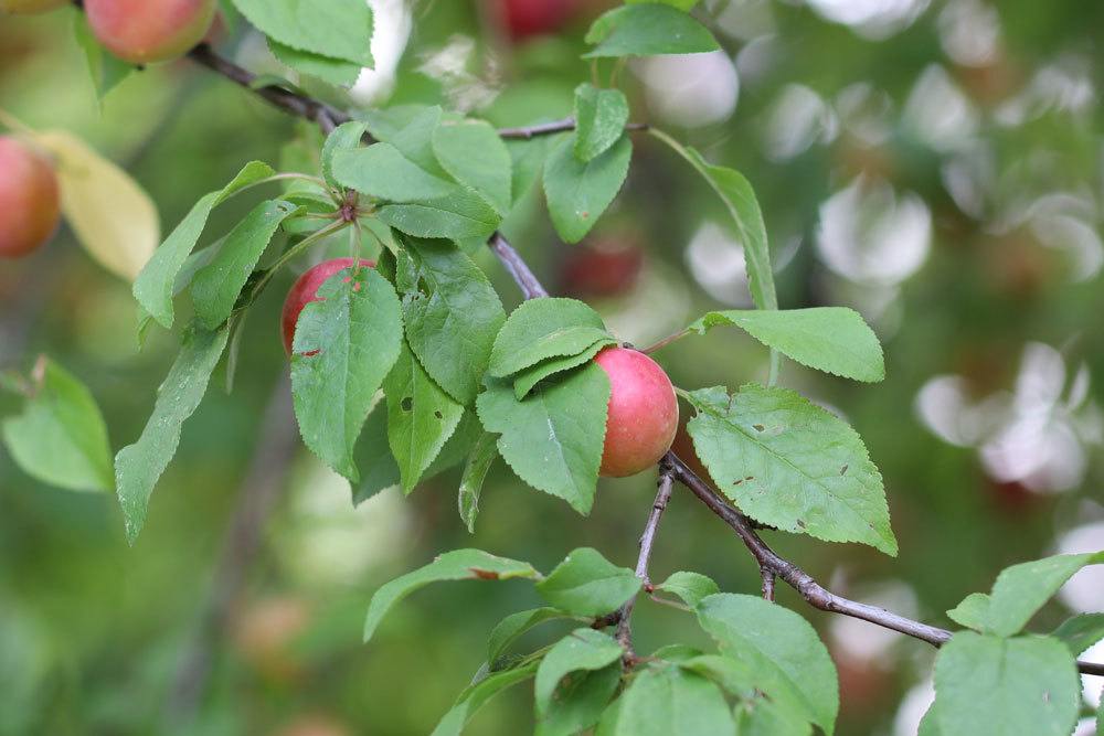 Mirabellenbaum zum richtigen Zeitpunkt schneiden