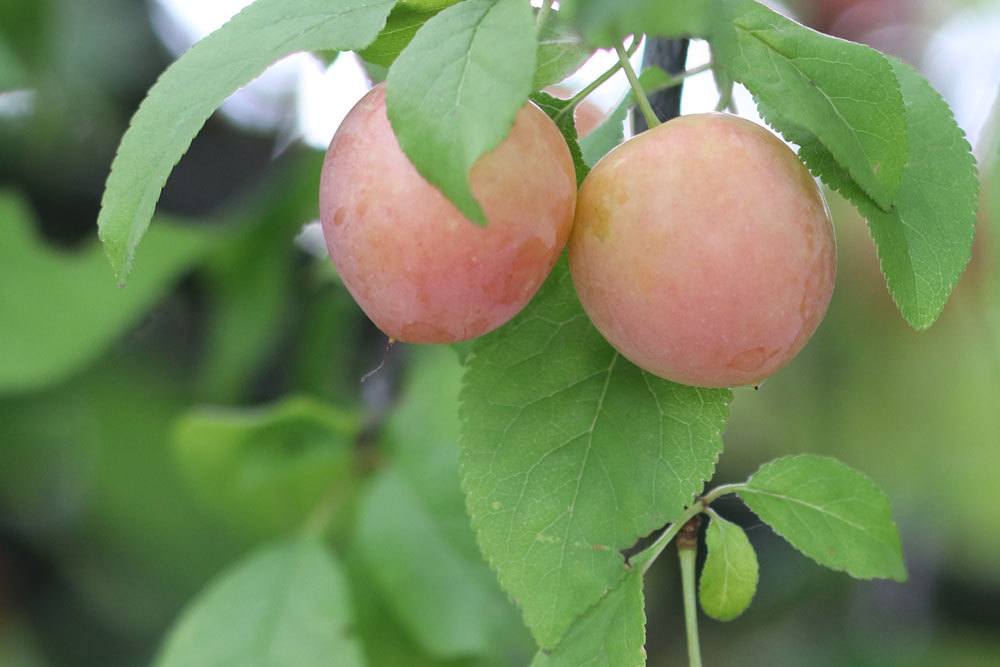 Mirabellenbaum sollte fachgerecht geschnitten werden