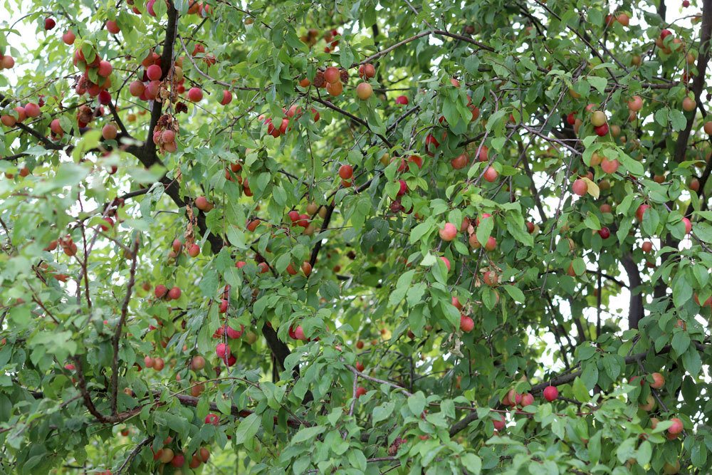 Mirabellenbaum sollte richtig und fachgerecht ausgelichtet werden