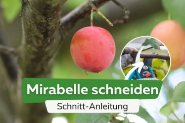 Mirabellenbaum schneiden in 5 Schritten