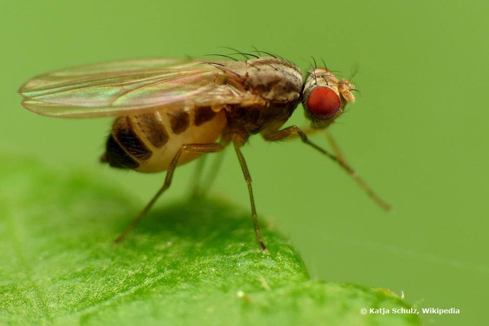 Obstfliege auf Blatt