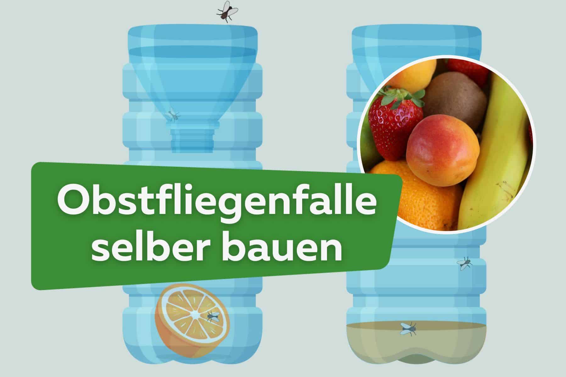 Obstfliegenfalle selber bauen - das beste Hausmittel gegen Obstfliegen